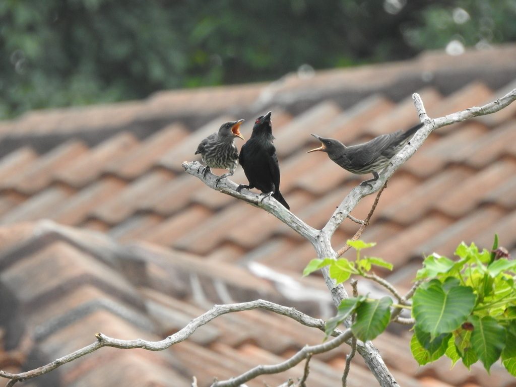 Asian Glossy Starling