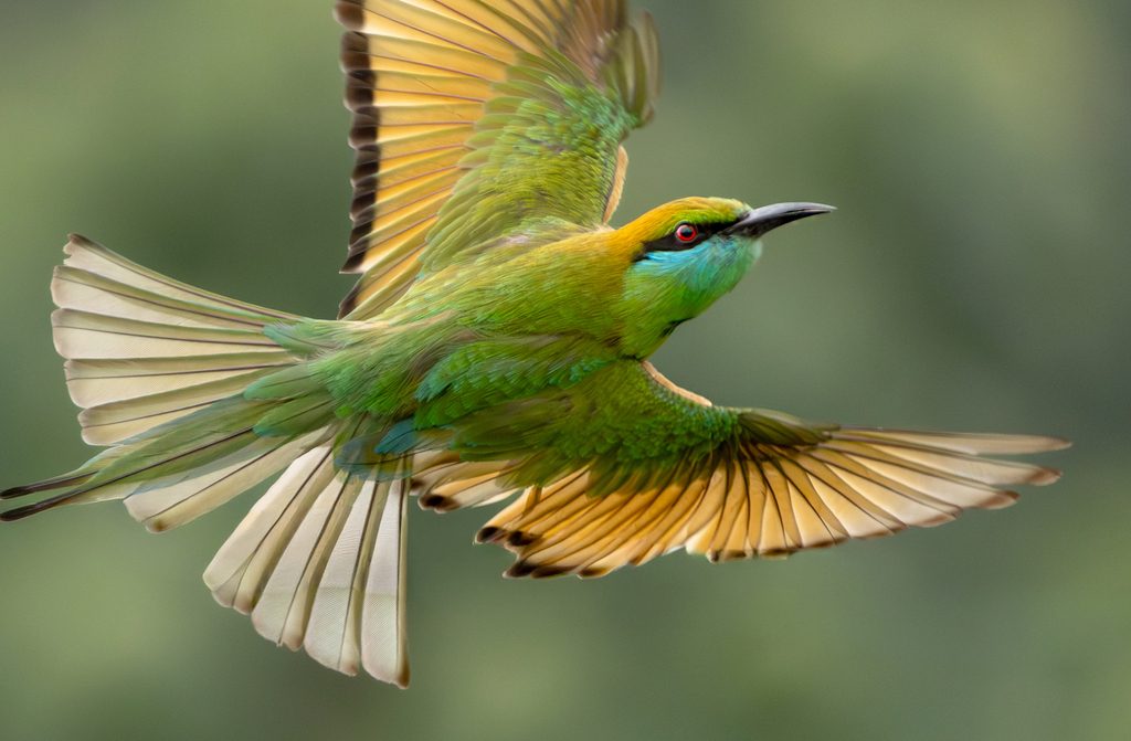 Asian Green Bee-eater