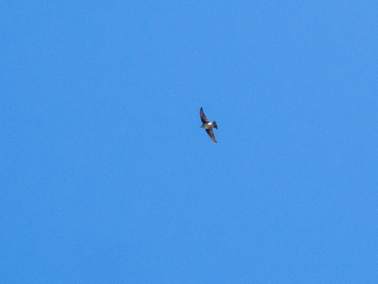 Asian House Martin