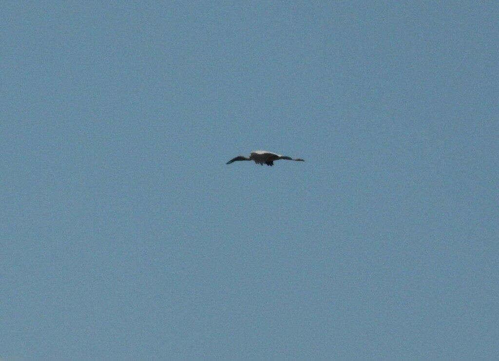 Asian Openbill