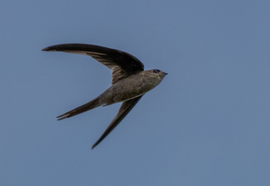 Asian Palm-swift