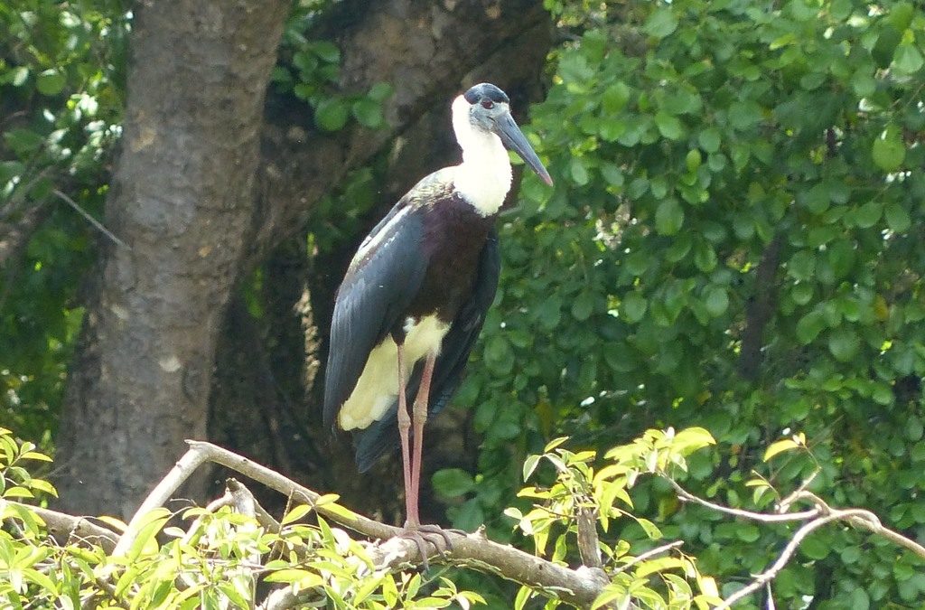 Asian Woolly-necked Stork