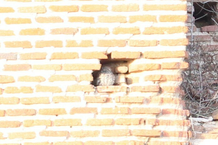 Little Owl