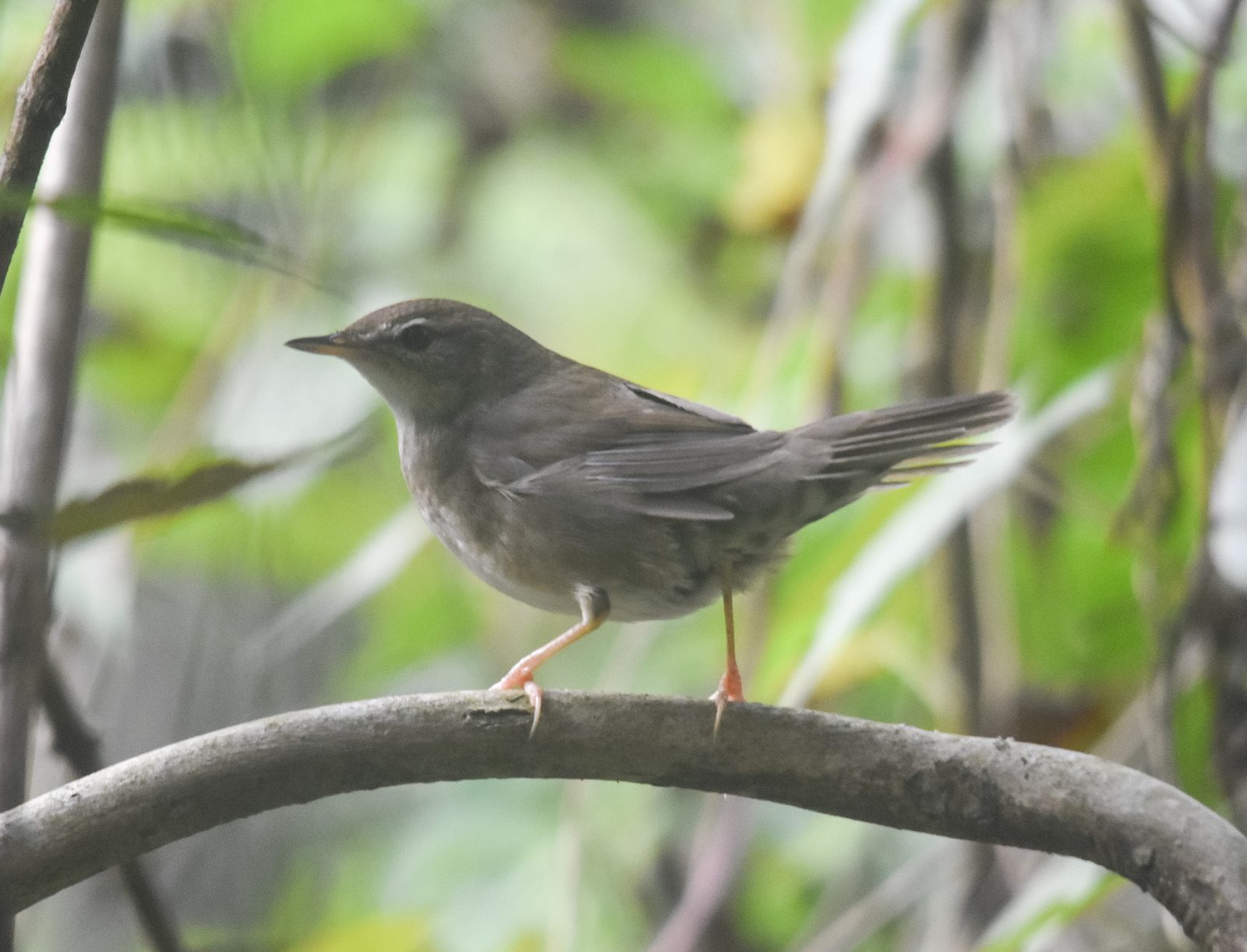 Baikal Bush Warbler