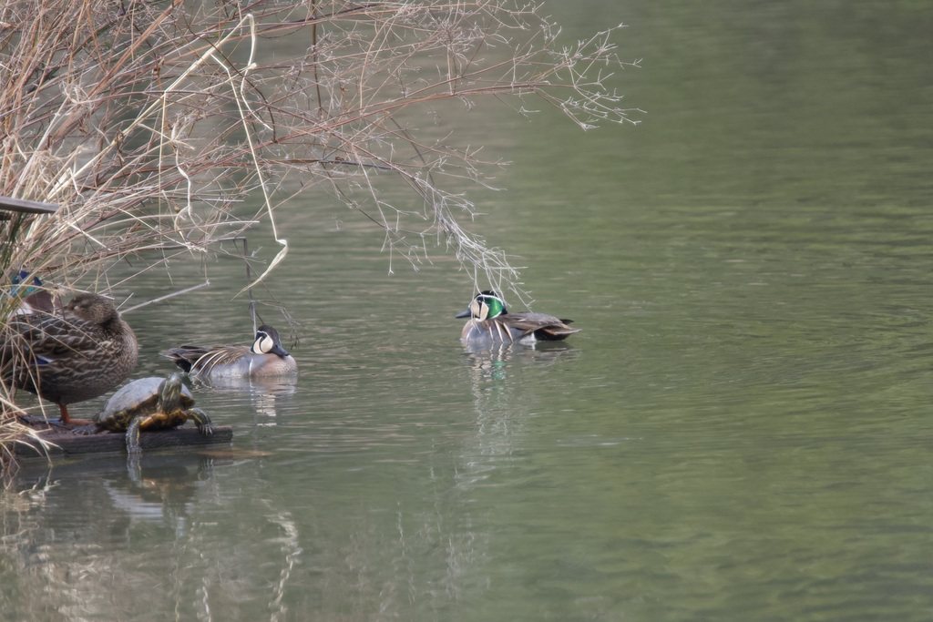 Baikal Teal
