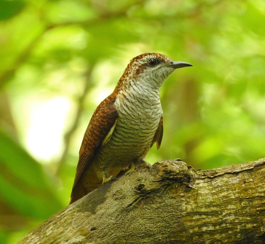 Banded Bay Cuckoo