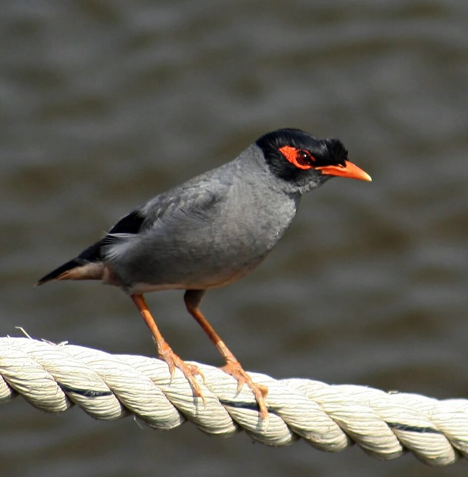 Bank Myna