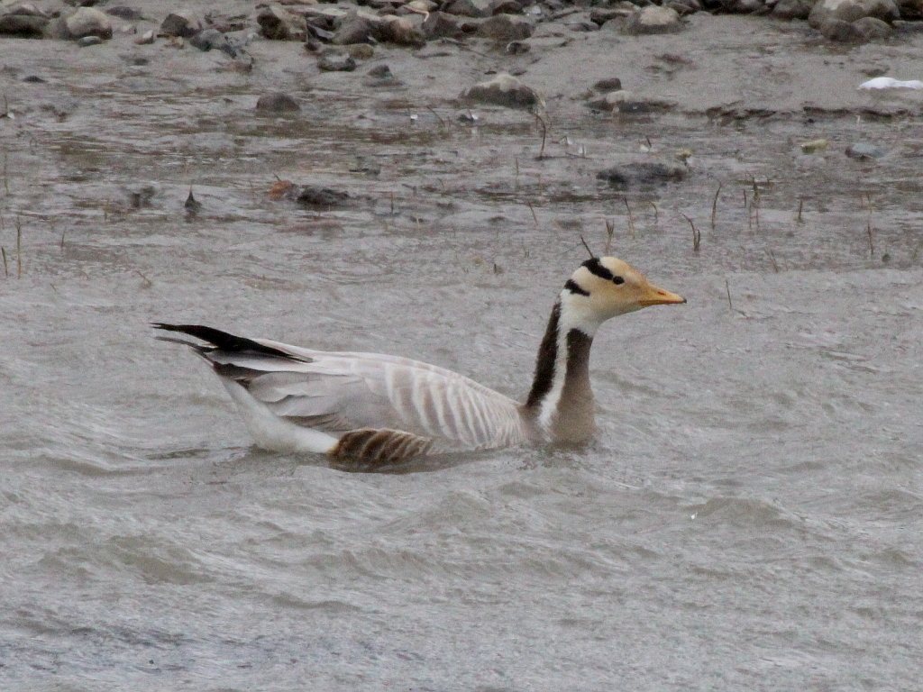 Bar-headed Goose