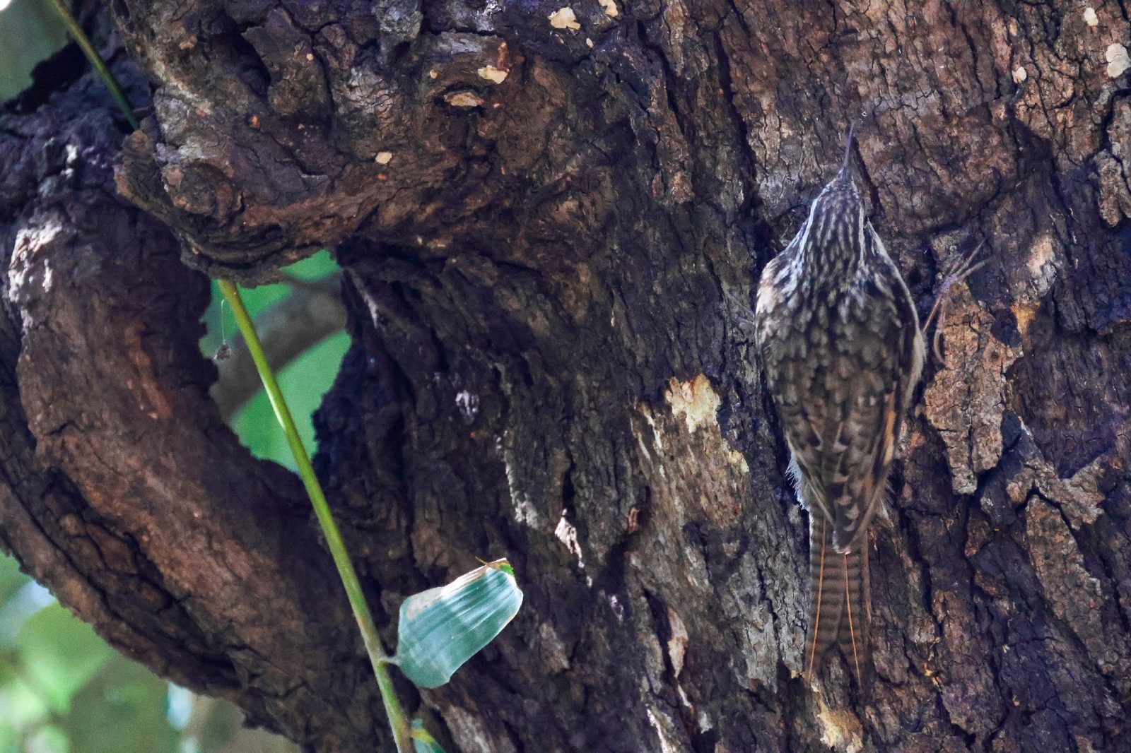 Bar-tailed Treecreeper