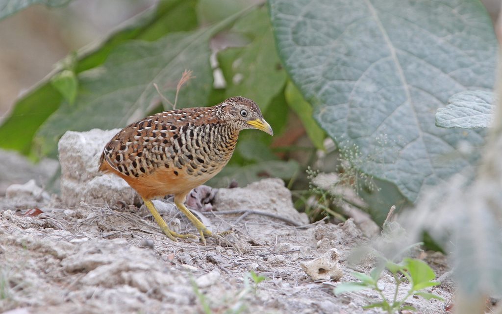 Barred Buttonquail