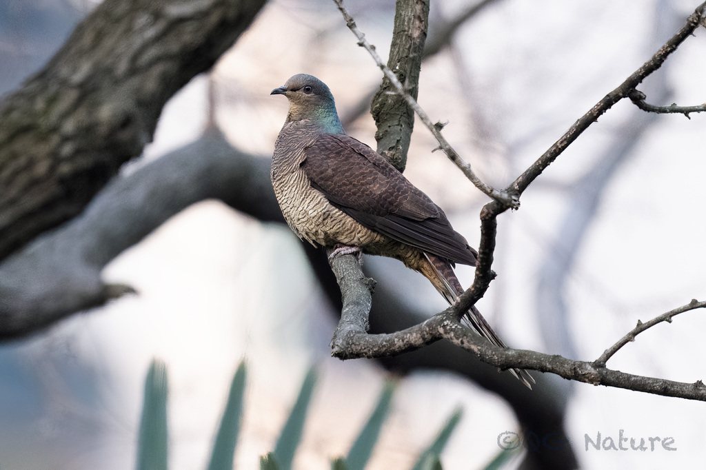 Barred Cuckoo-dove