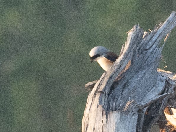 Bay-backed Shrike