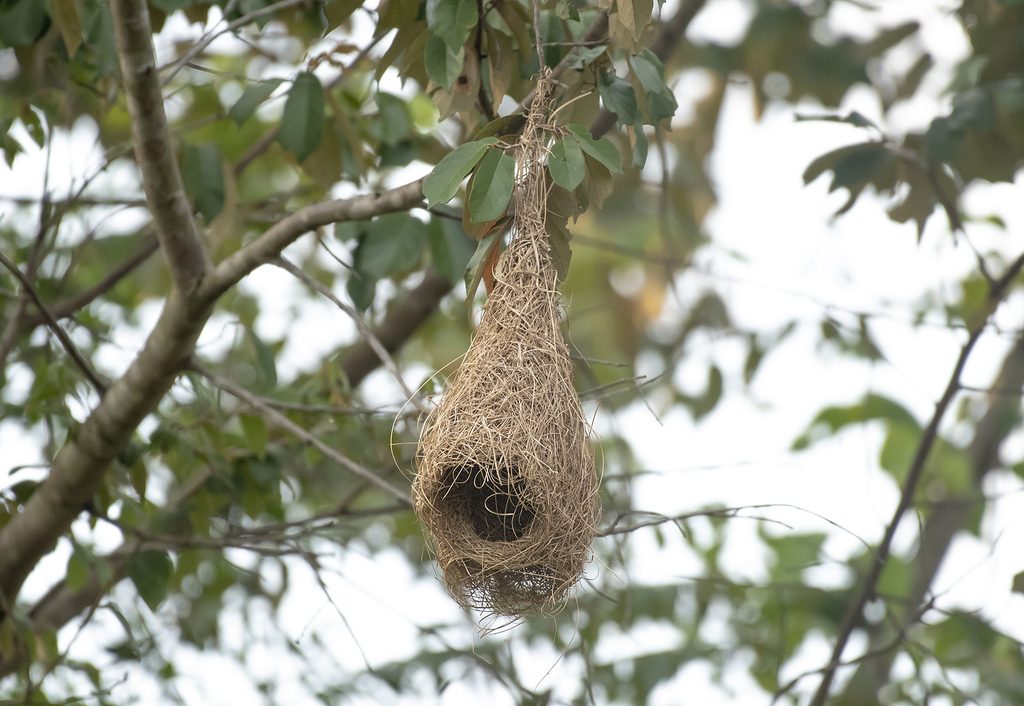 Baya Weaver