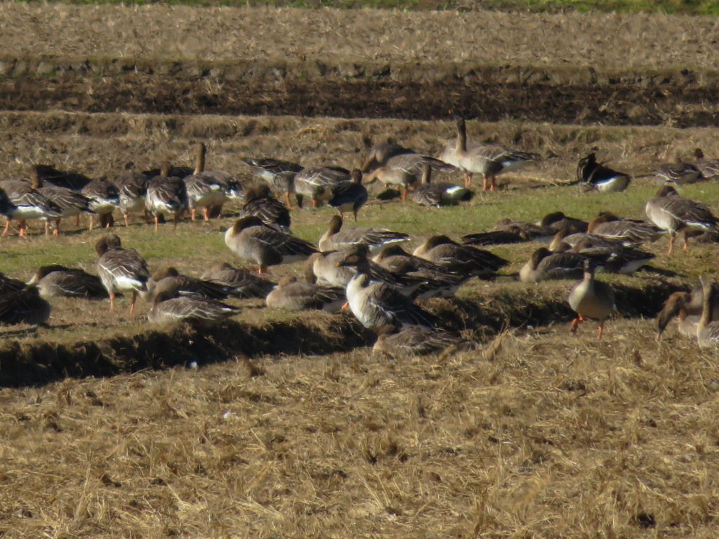 Bean Goose