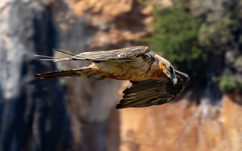 Bearded vulture gliding past a cliff