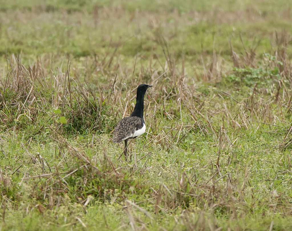 Bengal Florican