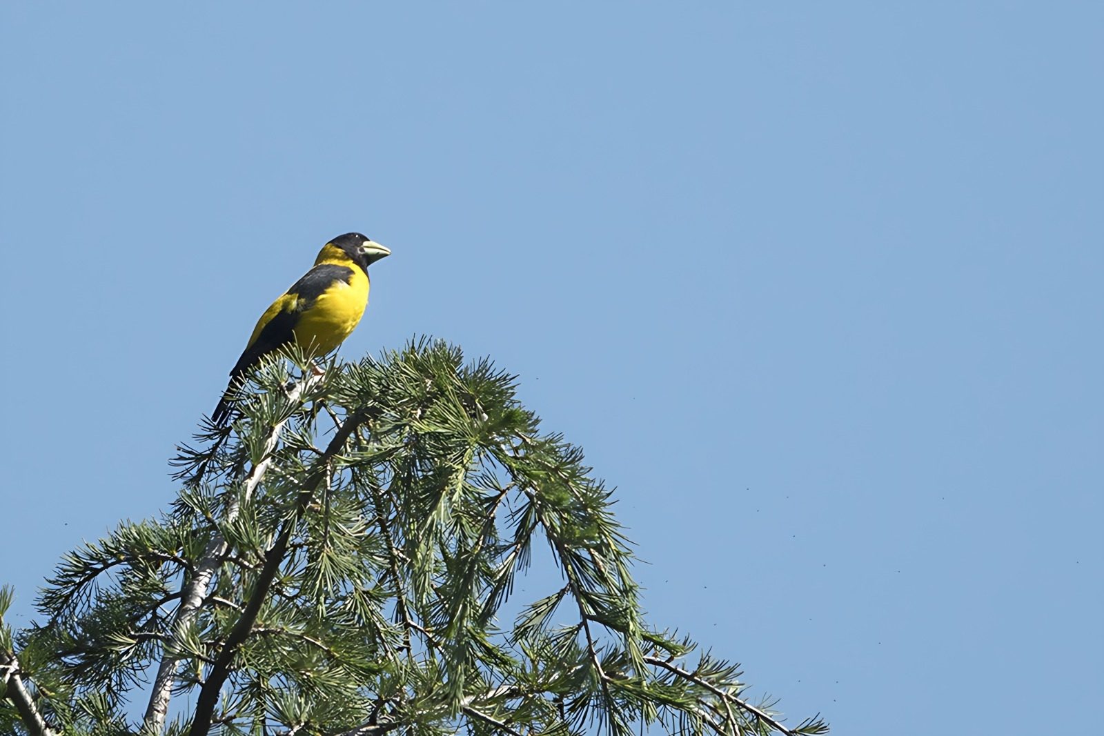 Black-and-yellow Grosbeak