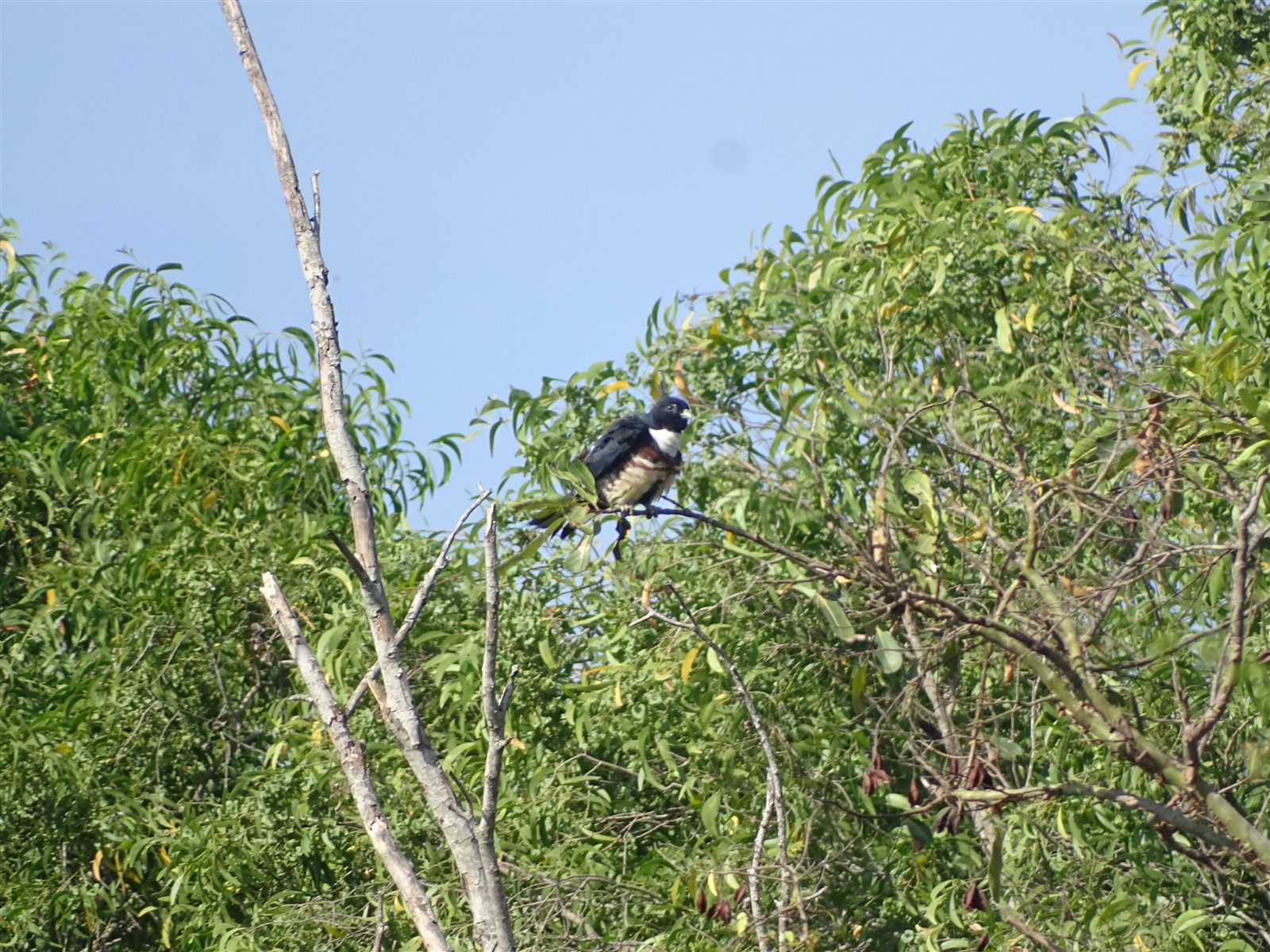 Black Baza