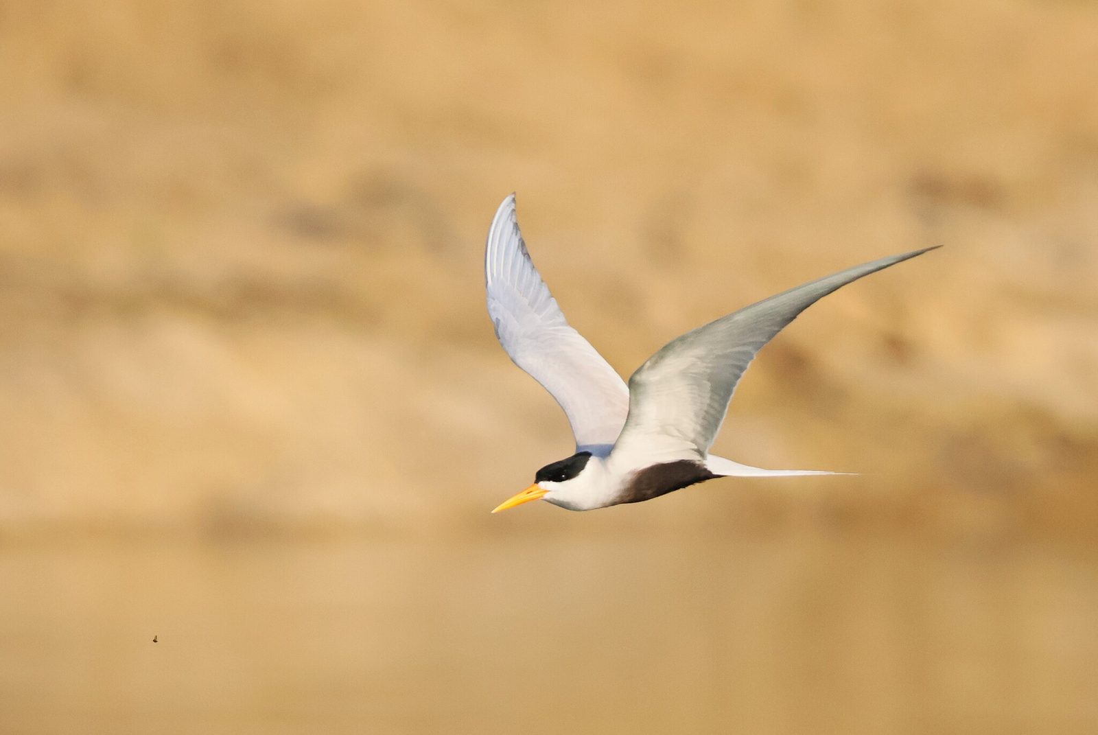 Black-bellied Tern