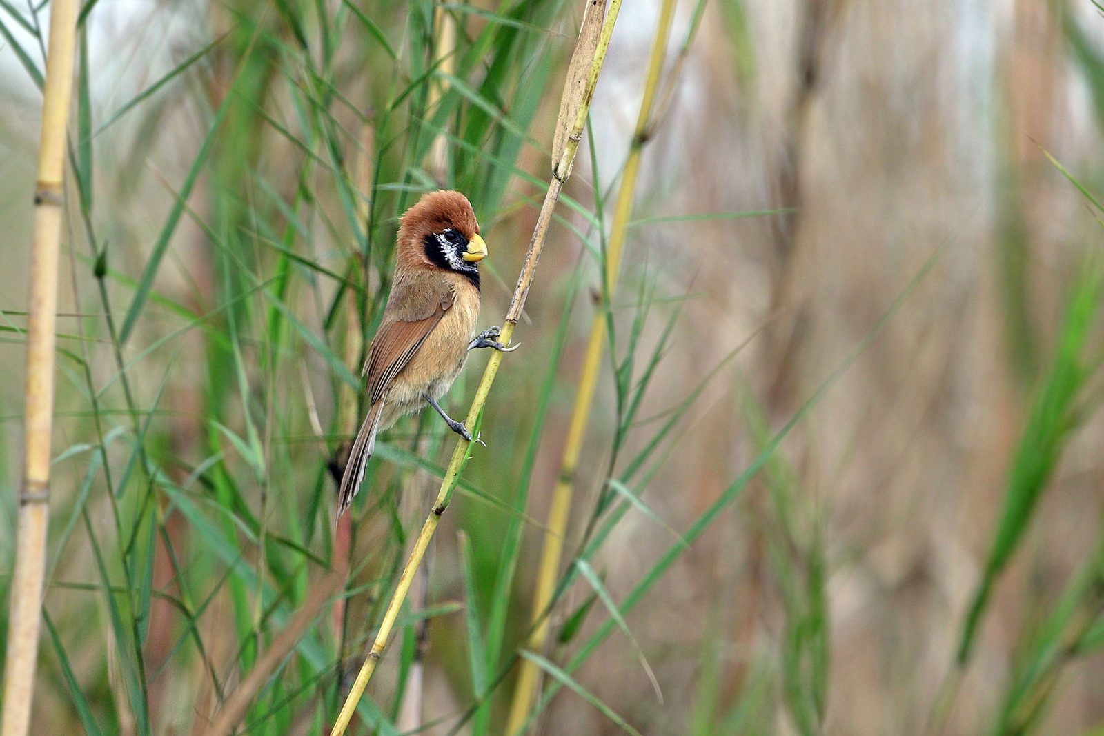 Black-breasted Parrotbill