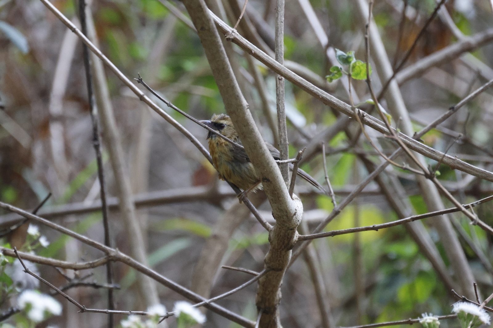 Black-chinned Babbler