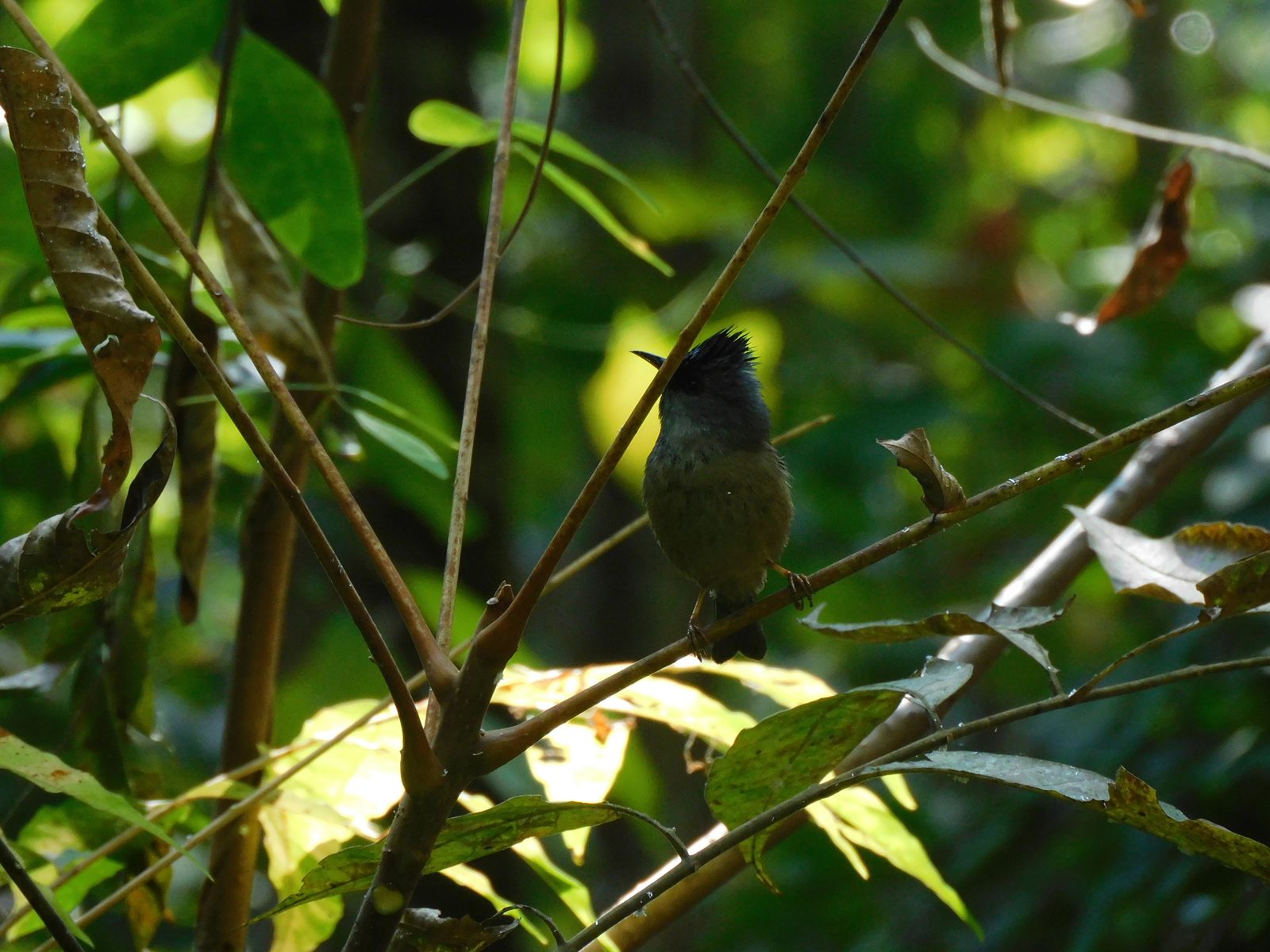 Black-chinned Yuhina