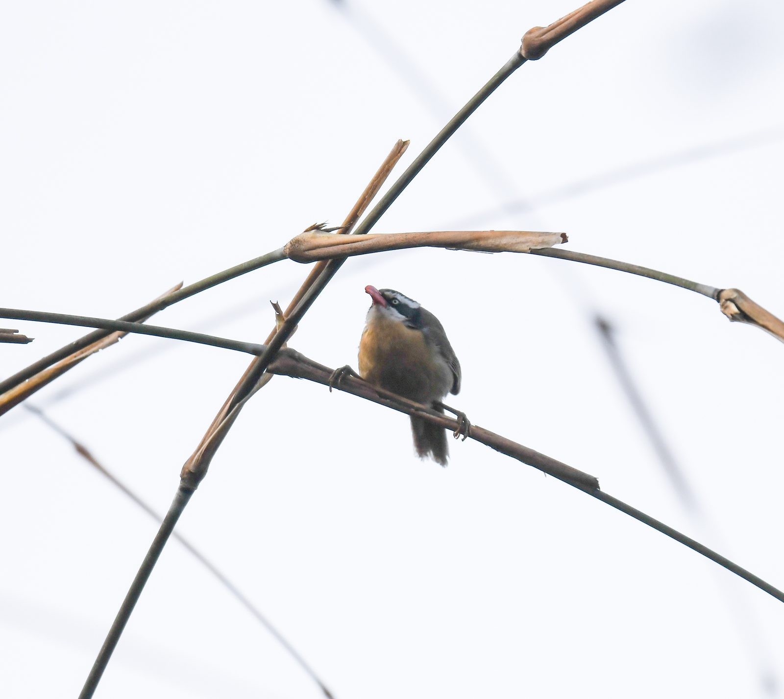 Black-crowned Scimitar Babbler