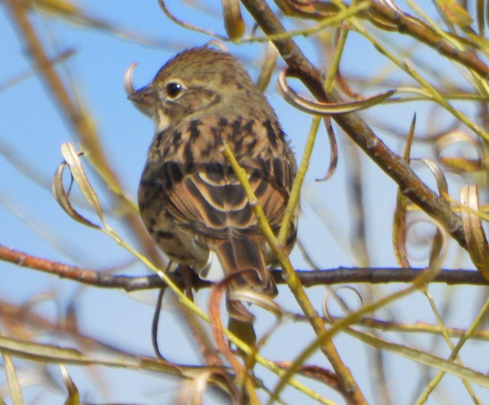 Black-faced Bunting