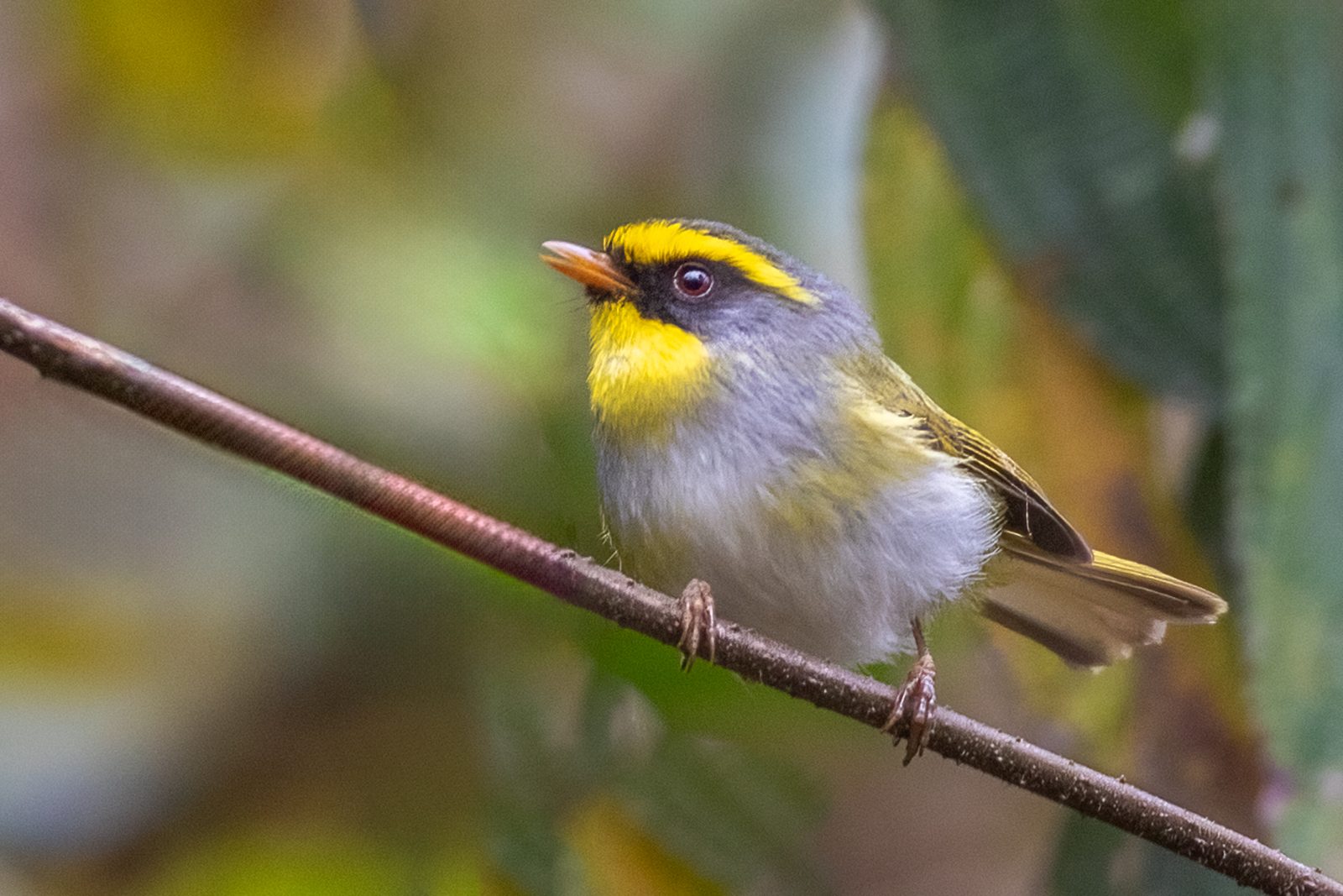 Black-faced Warbler