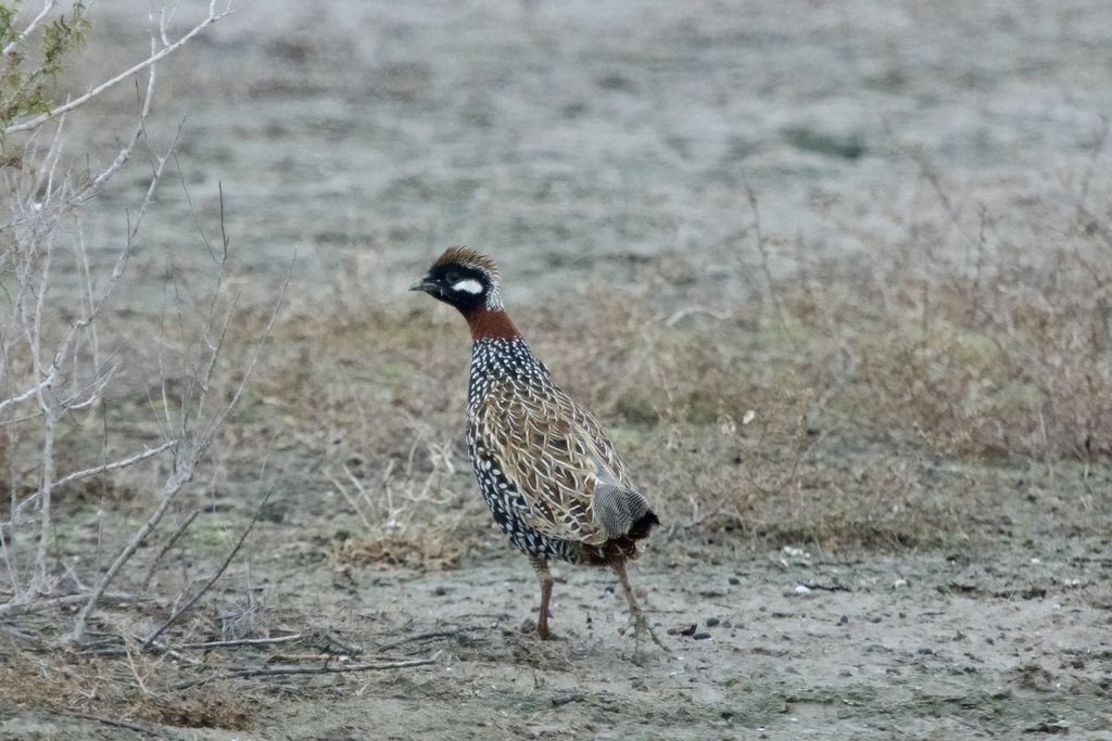 Black Francolin