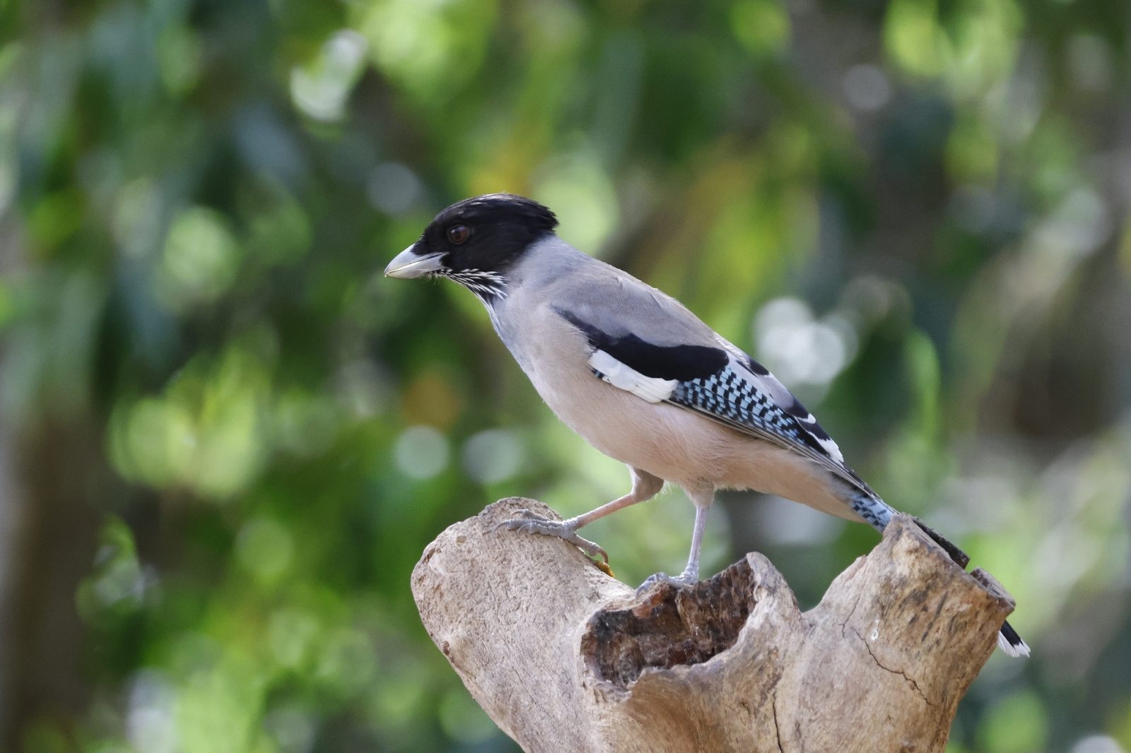 Black-headed Jay