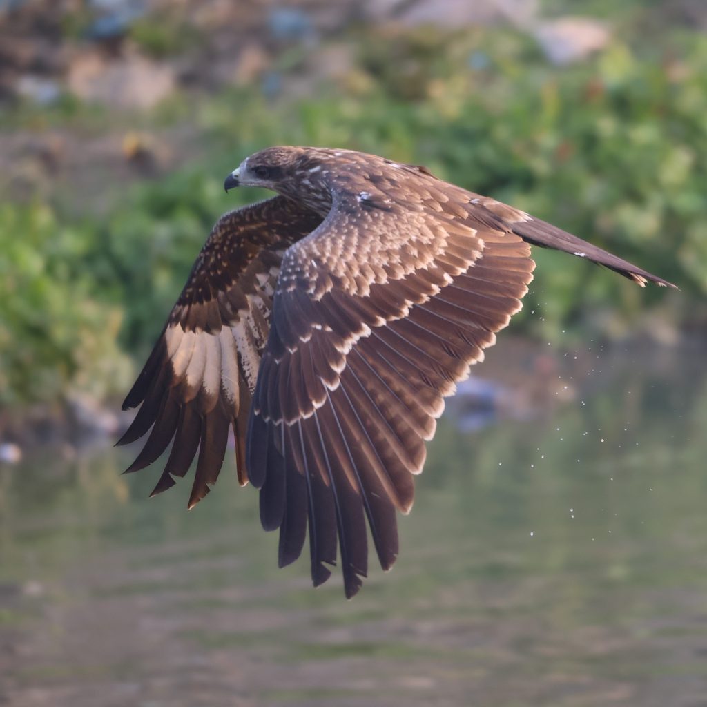Black Kite