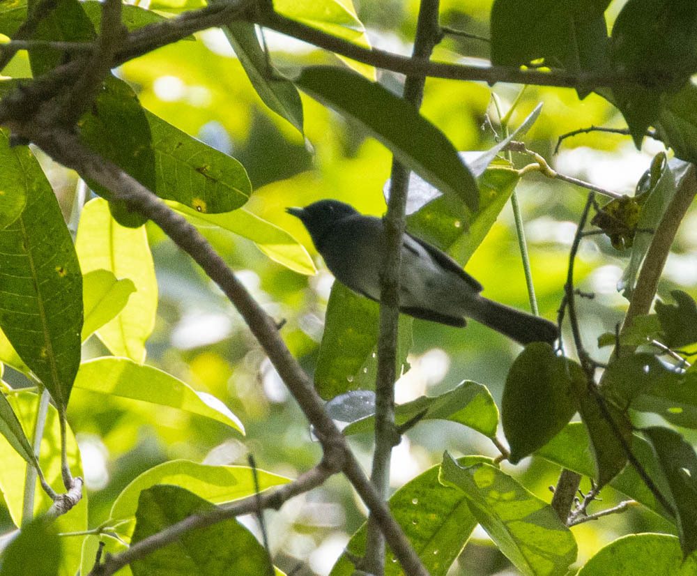 Black-naped Monarch