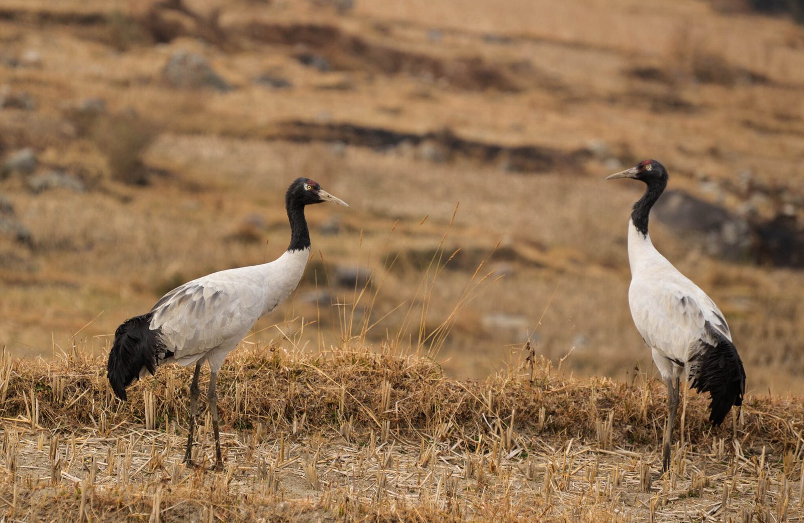 Black-necked Crane