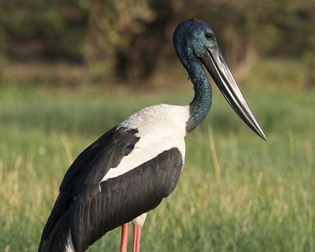 Black-necked Stork