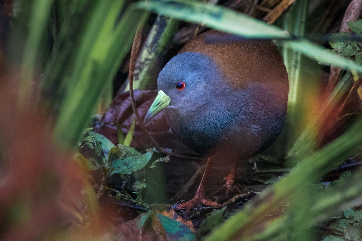 Black-tailed Crake