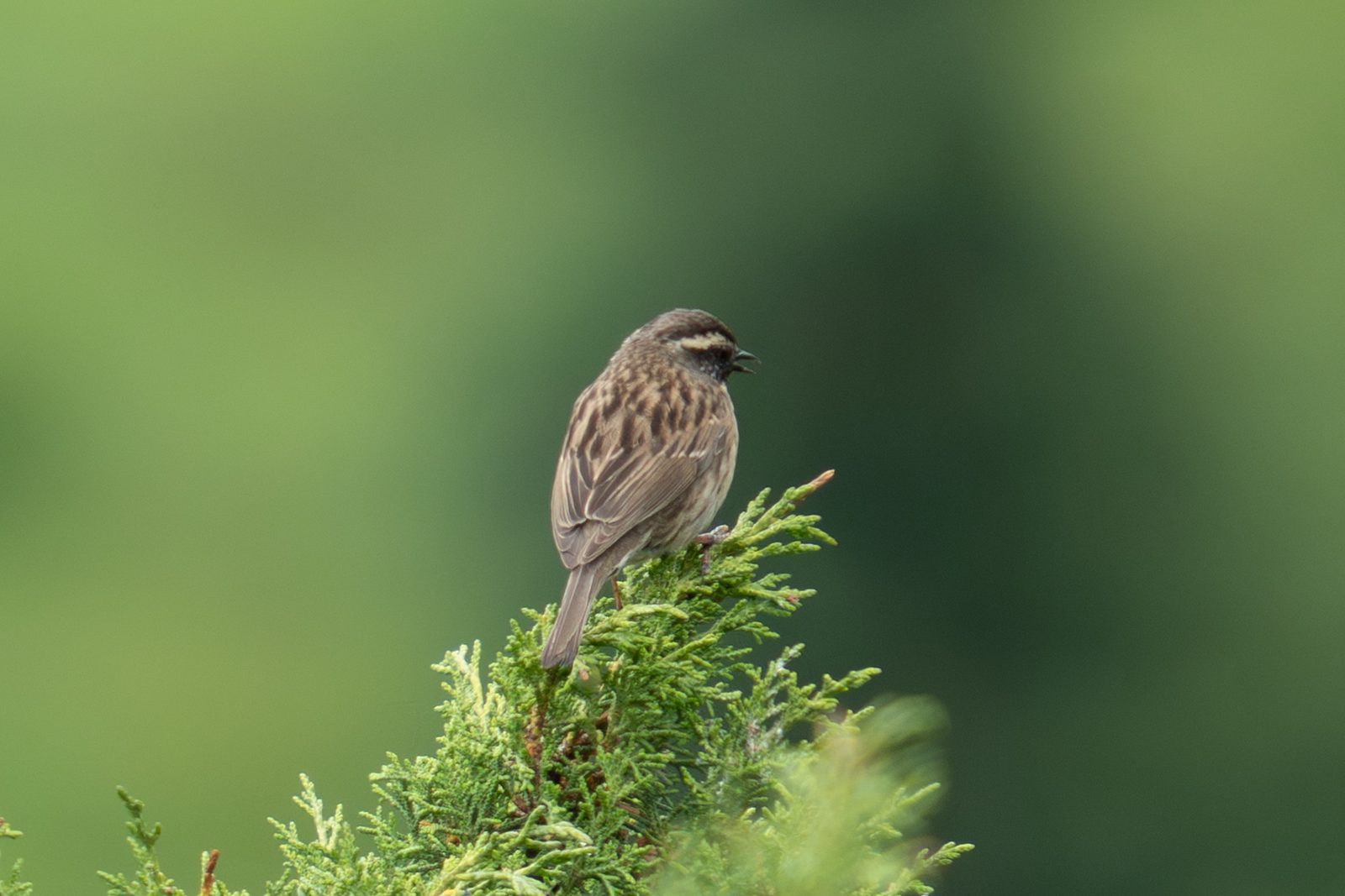 Black-throated Accentor