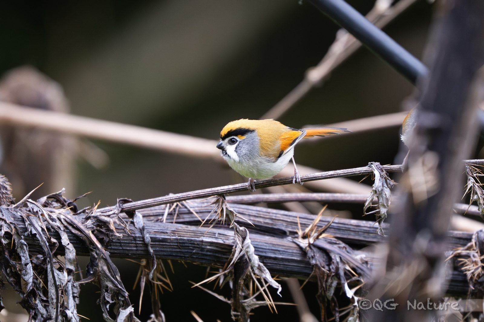 Black-throated Parrotbill