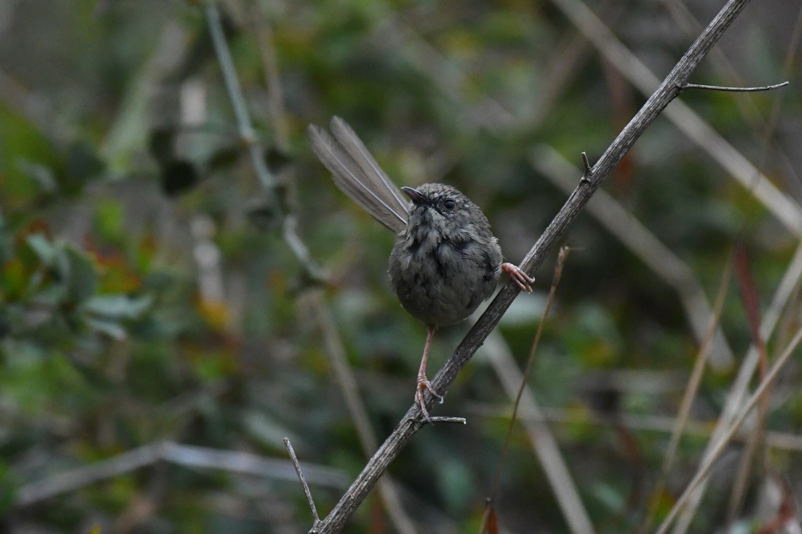 Black-throated Prinia