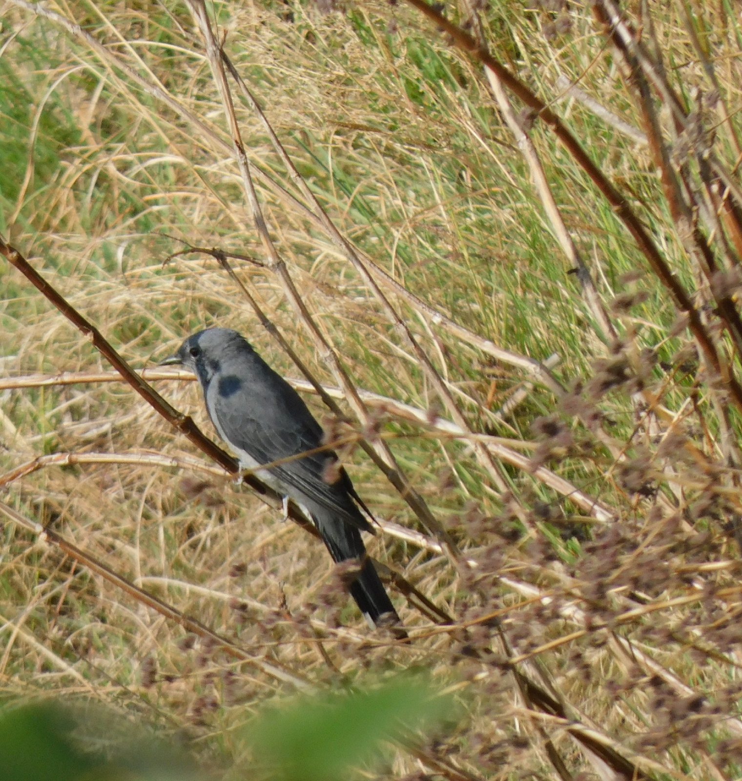 Black-winged Cuckooshrike