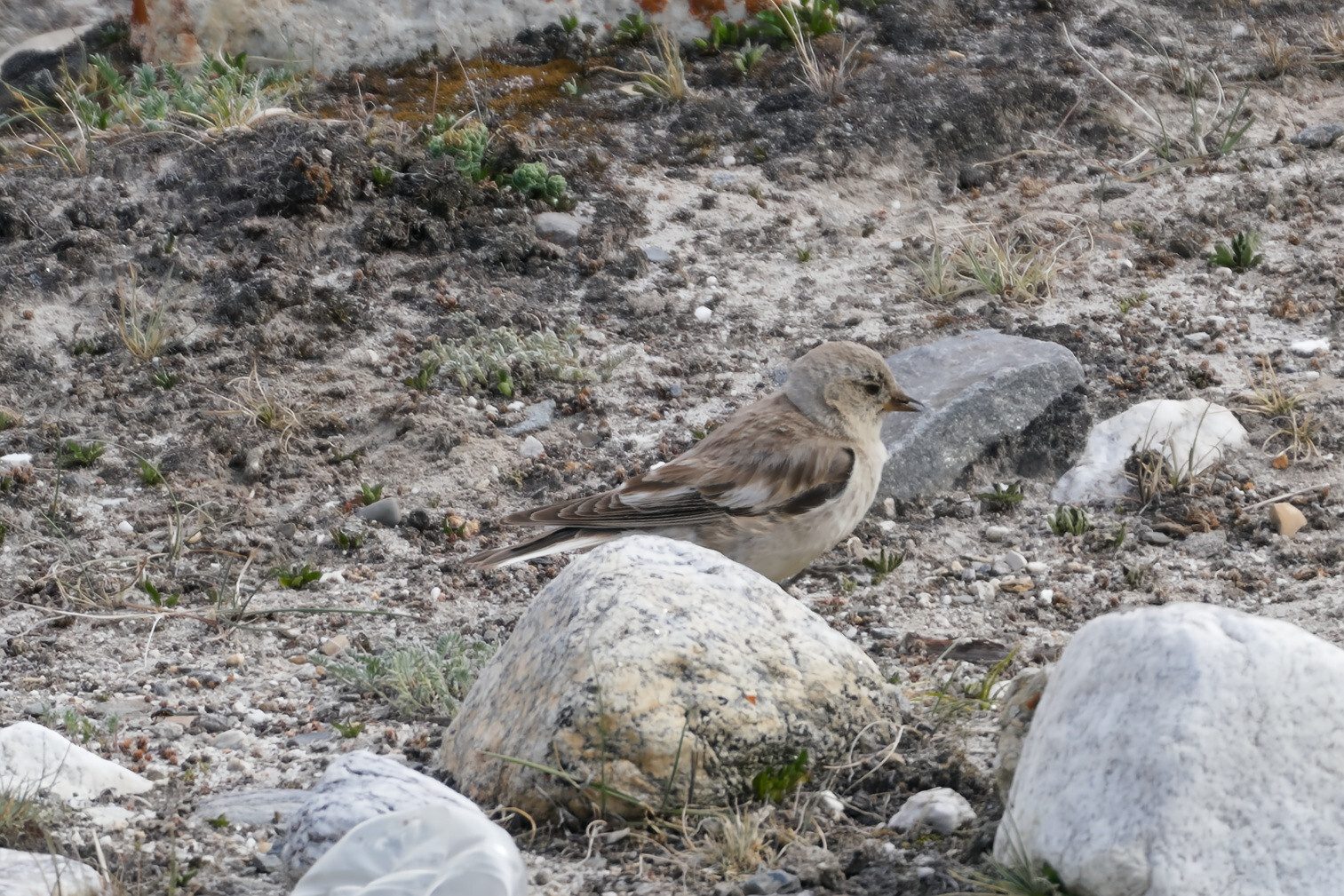 Black-winged Snowfinch