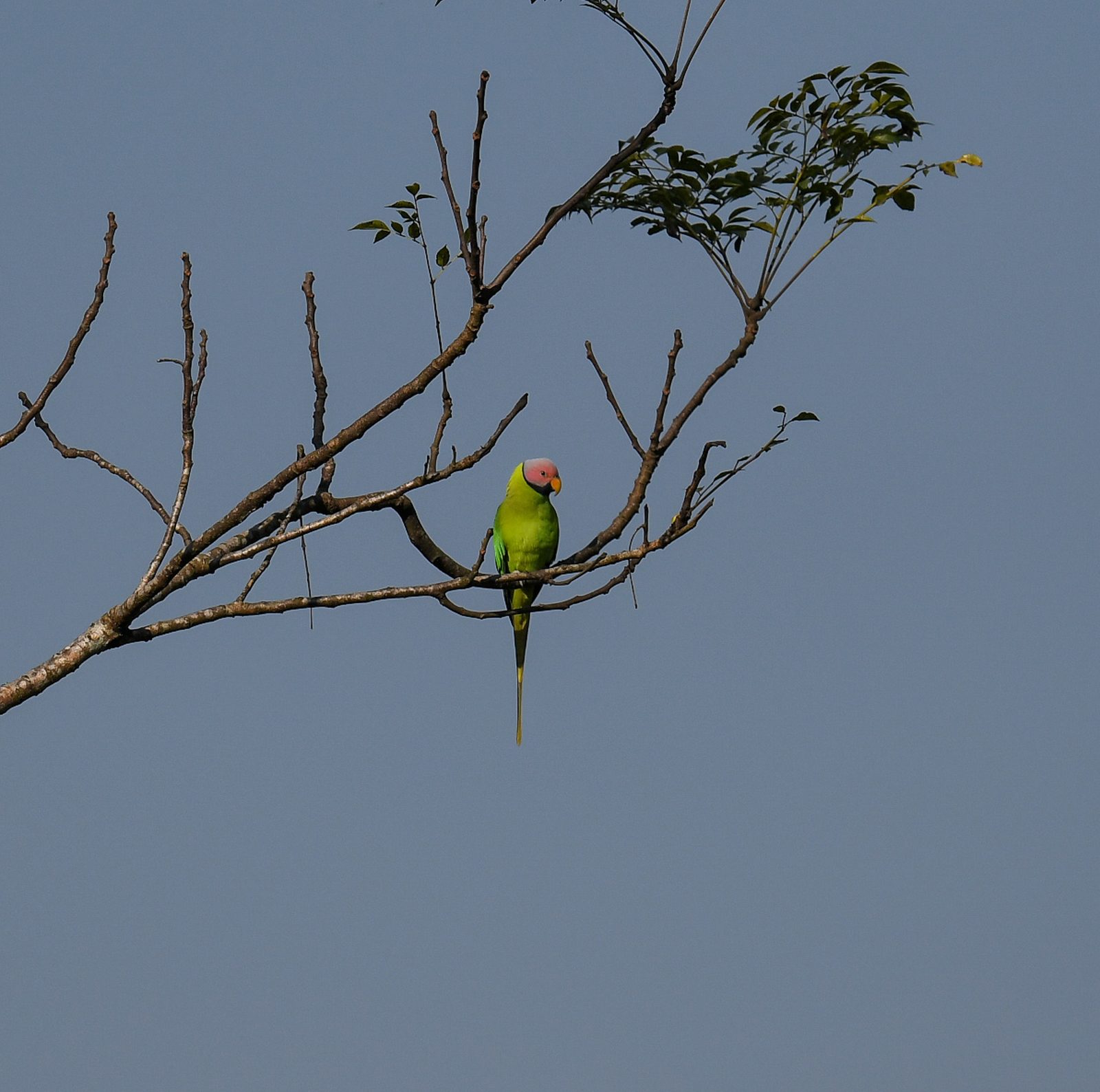 Blossom-headed Parakeet