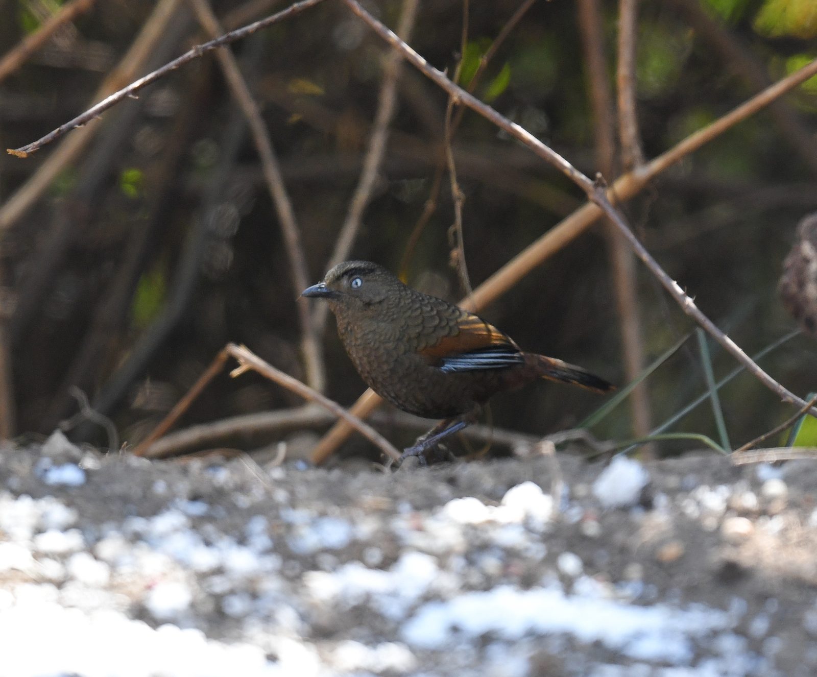 Blue-winged Laughingthrush