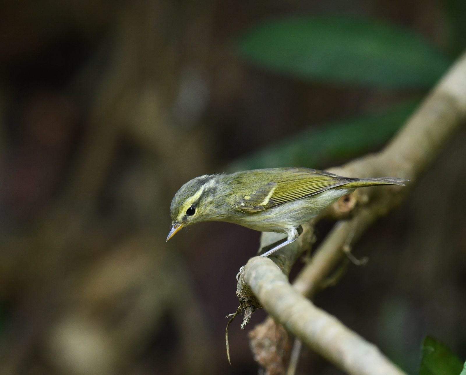 Blyth's Leaf Warbler