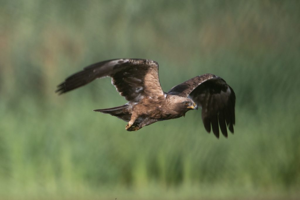 Booted Eagle