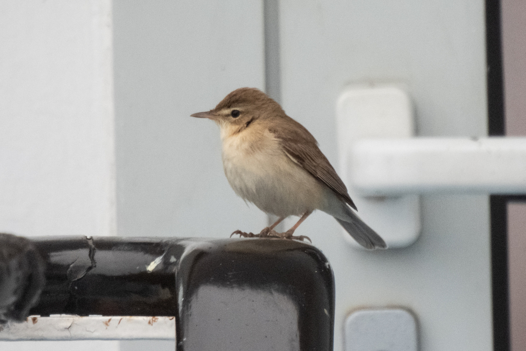 Booted Warbler