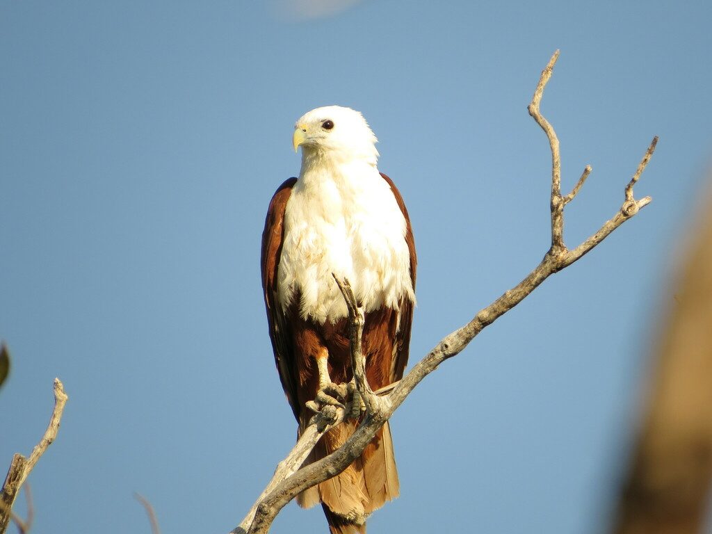 Brahminy Kite