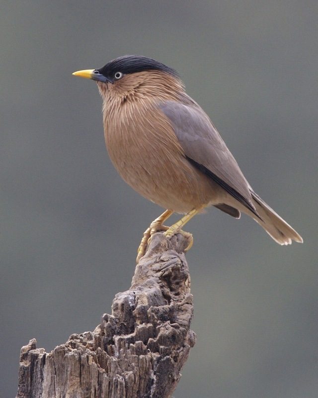 Brahminy Starling