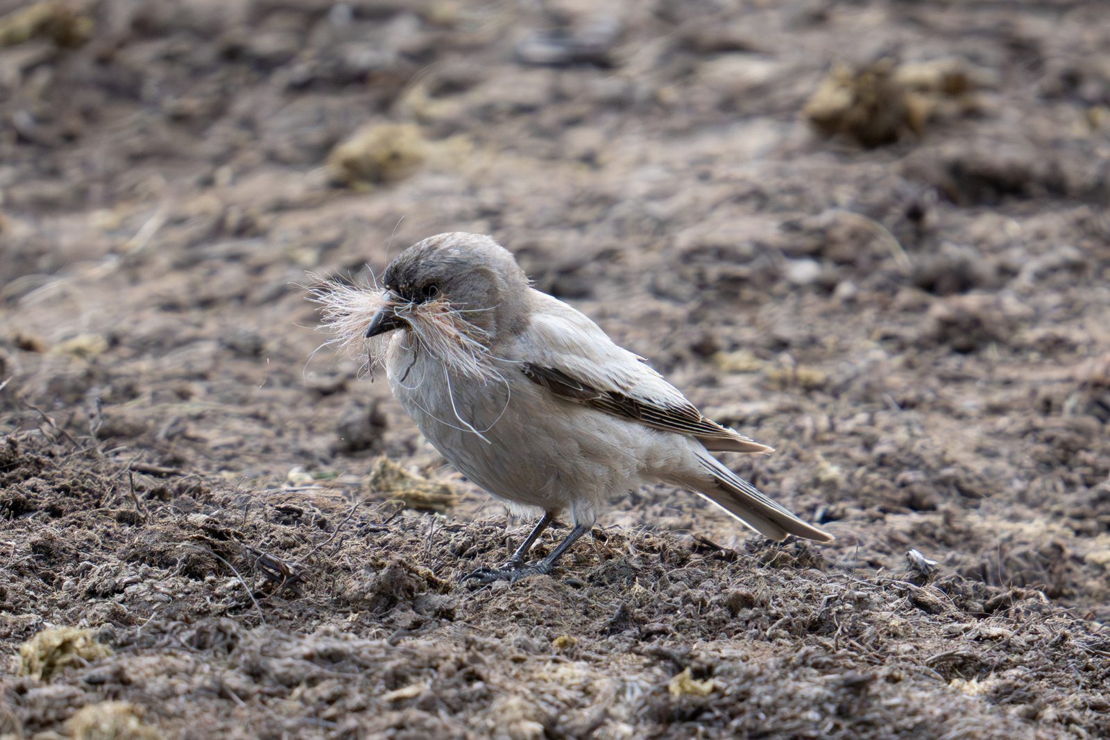 Brandt's Mountain Finch