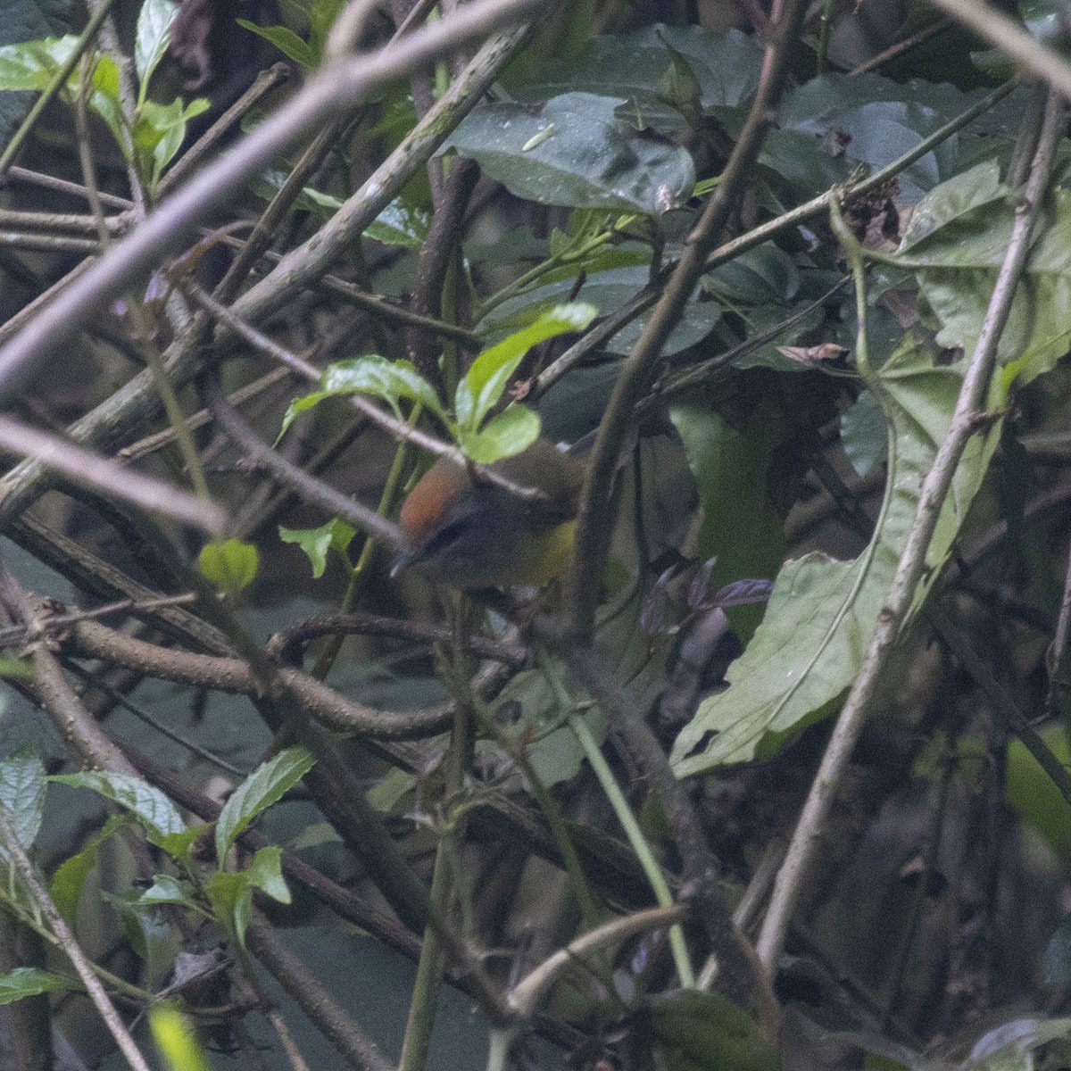 Broad-billed Warbler